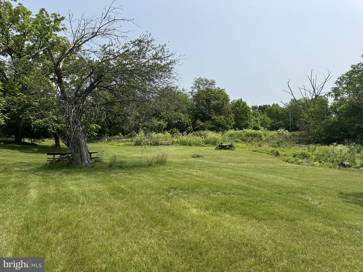 Older tree